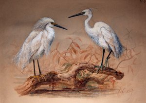Reiher (Ardea candidissima: Arda garzetta), 1867 von Joseph Wolf